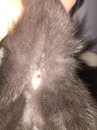 Does medical insurance cover skin tag removal? Cat Skin Tag Naturalskins