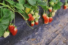 It will protect them from getting dirtied by rain splashing up from wet soil and may also help over the last few years, home for the harvest has grown into a popular home & garden site with hundreds of thousands of visitors each year. How To Grow Strawberries At Home Harper S Nurseries
