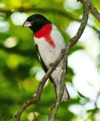 Birds Of A Feather Song Can You Recognize That Bird Song Colorful Birds Birds