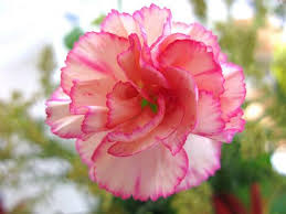 We did not find results for: Carnation Flower Home Facebook