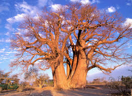 Image result for Adansonia digitata