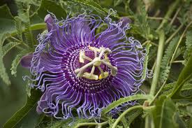 With careful selection and attention to lighting and care, many flowers can be grown indoors during the winter. Over Wintering Passion Flower Vine Indoors