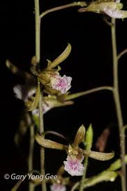 Image result for Eulophia angolensis