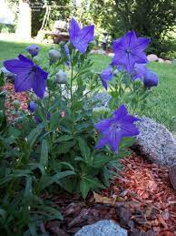 Pin On Gardening Flowers