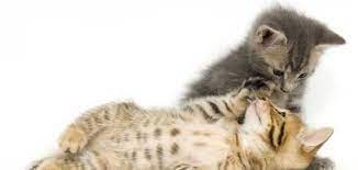 كيف أطعم القطط الصغيرة sleeping kitten kitten care cute cats