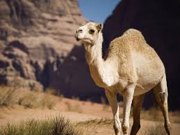 Baby camels are born without humps. What S Good For Baby Camels Could Be Good For Human Skin Shots Health News Npr
