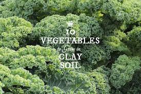 How many years to fruit? 10 Best Vegetables For Clay Soils Empress Of Dirt Clay Soil Soil Planting Vegetables