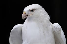 Burung rajawali ini dinilai berbeda dari burung lainnya. Burung Rajawali Putih
