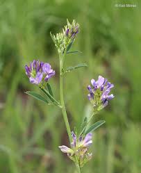 Image result for Medicago sativa