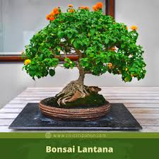 Jenis Jenis Pohon Yang Bisa Di Bonsai Dan Contohnya Ciriciripohon Com