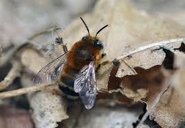 Image result for Anthephora cristata