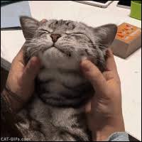 This website is for sale! Cute Cat Gifs Get The Best Gif On Giphy