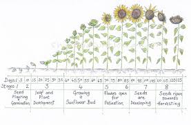 Sunflower Growth Timeline And Life Cycle With Chart And