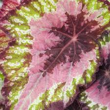 We did not find results for: Colorful Houseplants That Aren T Hard To Grow