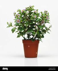 Image result for Exacum oldenlandioides