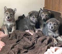 Click the below red button to toggle off and and on all of the hints, and you can click on the buttons. Lupus Dei Twitter àªªàª° ã‹ã‚ã„ã„ ã‚¦ãƒ«ãƒ•ãƒ‰ãƒƒã‚° ã‚ªã‚ªã‚«ãƒŸçŠ¬ ç‹¼çŠ¬ å­çŠ¬ ã‚‚ãµã‚‚ãµãƒ¢ãƒ•ãƒ¢ãƒ• ã‚ªãƒ¼ãƒŠãƒ¼å‹Ÿé›†ä¸­ Lupusdei