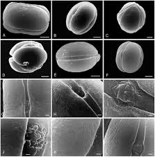 Image result for Stemodiopsis rivae