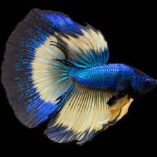 What are some other fish and critters that you can keep with your betta? Mustard Gas Betta Images Care Guide Tfcg
