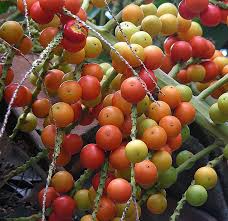 Image result for Aiphanes horrida