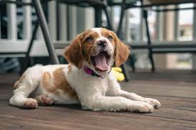 View our wide variety of available puppies for sale including golden retriever, pomeranian, german shepherd, lab puppies & more at petland in chicago and naperville, illinois. 4 Things To Know About Brittany Spaniel Puppies Greenfield Puppies