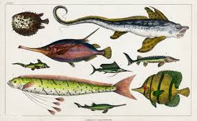 Collection Of Various Fishes From A History Of The Earth And Animated Nature 1820 By Oliver Goldsmith Interesting Drawings Free Illustrations Animal Drawings