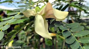 Image result for Craibia grandiflora