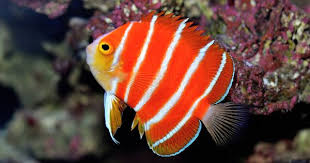 Black And White Striped Fish In The Gulf Of Mexico Top 10 Most Expensive Fish Gazette Review Aquarium Fish Angel Fish Rare Fish