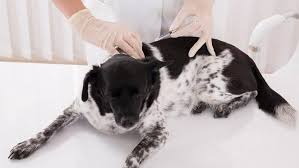 Metamizol (novalgin) auf nüchternen magen? Metacam Schmerzmittel Fur Hunde Katzen Pferde Tiergesund De
