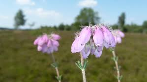 Der beste reisezeitpunkt für die heideblüte ist üblicherweise mitte bis ende august. Im Spatsommer Zur Heideblute In Die Luneburger Heide Ndr De Ratgeber Reise Luneburger Heide