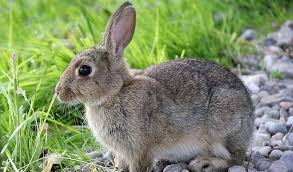 You should also check the plans that you have already set in motion. Rabbit Spirit Animal Totem Symbolism And Meaning