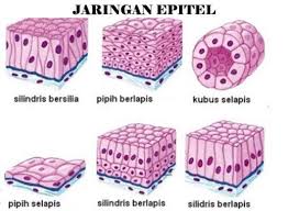 Contoh Gambar Jaringan Hewan Jaringan Manusia Hewan Pengertian Fungsi Macam Gambarnya Soal Biologi Dan Pembahasan Tentang Jaringa Gambar Sel Hewan Hewan