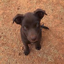 Pin By Kelpie Country On Little Puppies In 2020 Puppy Breath Puppy Eyes Little Puppies