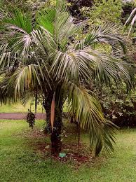 Image result for Syagrus