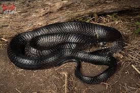 Image result for Indigofera subcorymbosa