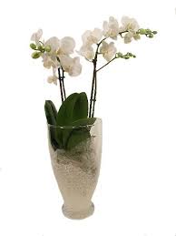 Curare le orchidee in casa richiede costanza e impegno: Come Curare Un Orchidea Orchidee Cura Delle Orchidee