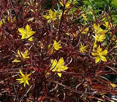 Image result for Lysimachia