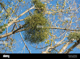 Image result for Viscum tuberculatum