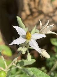 Image result for Solanum tettense