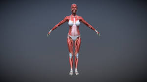 Female Muscle Anatomy Buy Royalty Free 3d Model By Dcbittorf Dcbittorf Sketchfab Store Muscle Women Muscle Anatomy Model