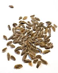 Image result for Hoodia