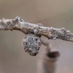 Image result for Ficus stuhlmannii