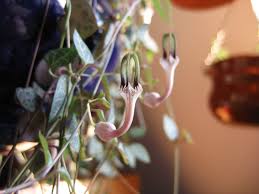 Image result for Ceropegia carnosa