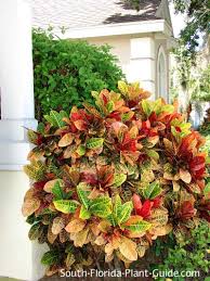 Image result for Croton kilwae