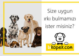 Satilik Yavru Kopek Ilanlari Fiyatlari Ve Sahiplendirme Sitesi Bikopek Com