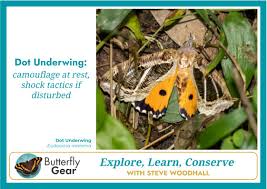 Image result for Persicaria madagascariensis