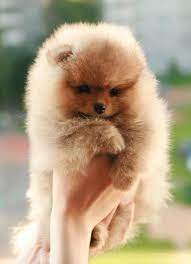 Pin By Amber Moss On Animals Pets And Cutness Pomeranian Puppy Pomeranian Pomeranian Dog