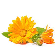 Marigold/calendula tea and products taken by mouth: Calendula Extract Ingredients Library