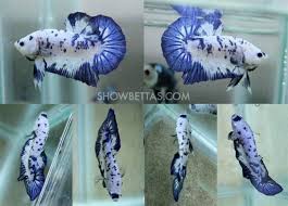 Marble Hmpk Male Pretty Fishy Betta Fish Tank Betta Betta Aquarium