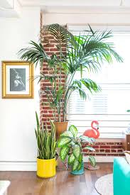 We rounded up low light indoor trees, indoor palm trees, and fig trees for you to choose for your next room revamp. Areca Palms Care How To Grow Maintain Areca Palm Plants Apartment Therapy
