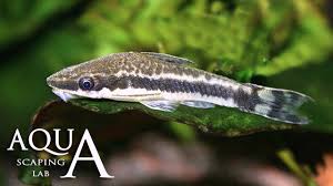 How to feed zucchini to otocinclus. Otocinclus Algae Eater Otocinclus Affinis Facts Info Aquascaping Lab